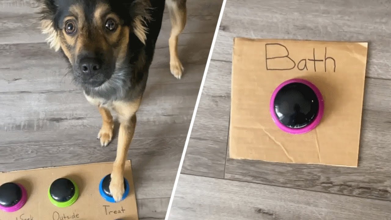 Micile Genii In Romana Little Einsteins Disneyçyoutubeè§é¢'ææåææ¥å' Noxinfluencer