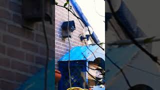 Download Lagu Little by little the bird make it nest! MP3