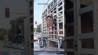 You certainly won't be able to help laughing at the funny antics of these horses.#foryou #horse