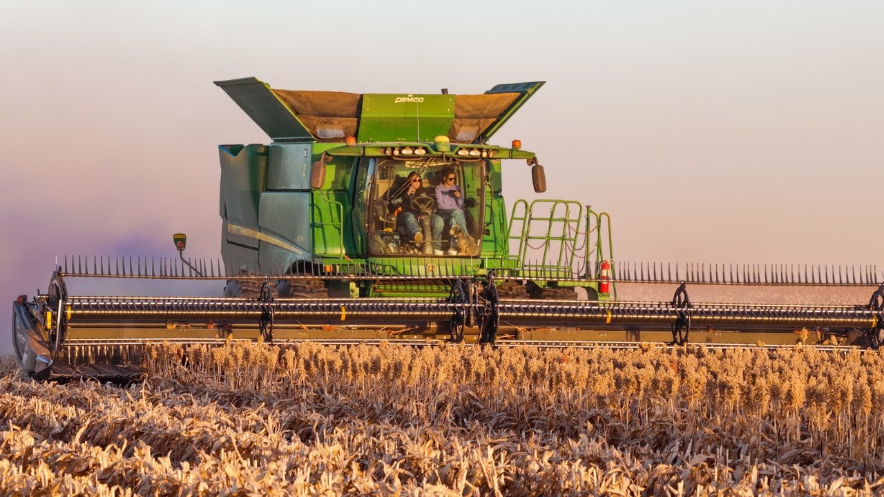 First Day of West Texas Milo Harvest