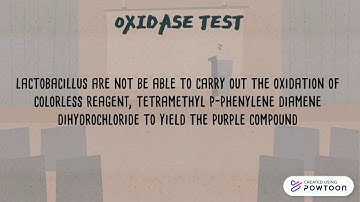 Oxidase and Catalase test for Lactobacillus