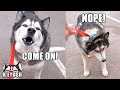 Husky TALKS To His Therapist Then REGRETS it!