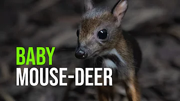 Baby Mouse-deer!