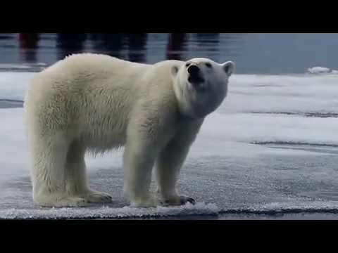 rencontre ours polaire
