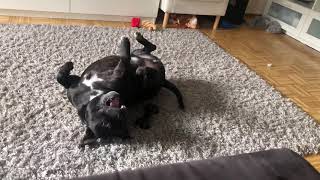 Vito - Staffordshire Bullterrier