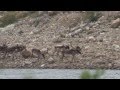 2014 Caribou Migration in Nunavik Canada