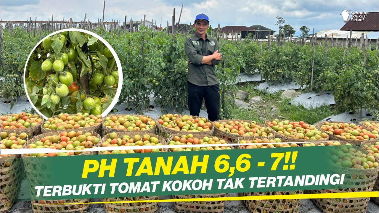 CARA MENGATASI BERCAK DAN KERITING DAUN TOMAT DI MUSIM HUJAN‼️KUNCINYA ADA DI TANAH DAN MAKANAN‼️