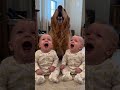 【びっくり】双子の赤ちゃんとゴールデンが一緒に遠吠えしたら全員同じポーズになった件🤣🐕 #赤ちゃんと犬 #ゴールデンレトリバー #赤ちゃんのいる生活 #shorts #funnybaby