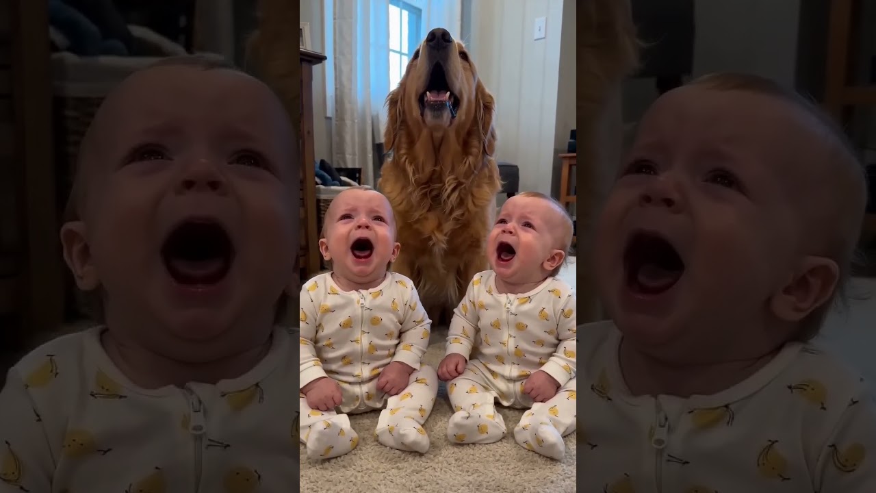 【びっくり】双子の赤ちゃんとゴールデンが一緒に遠吠えしたら全員同じポーズになった件🤣🐕 #赤ちゃんと犬 #ゴールデンレトリバー #赤ちゃんのいる生活 #shorts #funnybaby