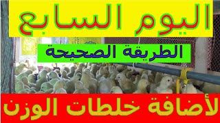 تربية الفراخ البيضاء بالأعشاب / اليوم السابع / والطريقه الصحيحه لأستخدام خلطات زيادة الوزن