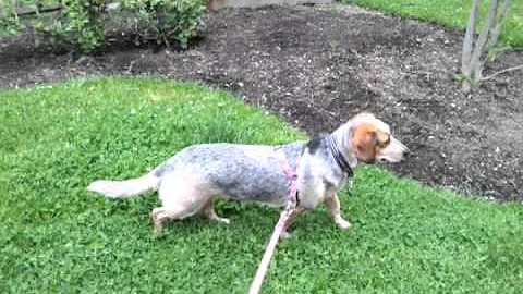 Bunnies are for stalking...