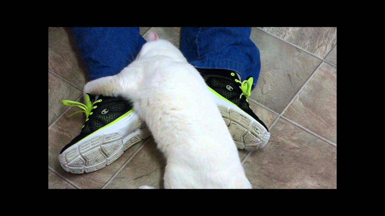 special needs animals for adoption near me Popcorn loves shoes