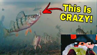 Underwater Camera Ice Fishing GONE CRAZY - Fish EVERYWHERE!!!