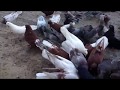 николаевские голуби
