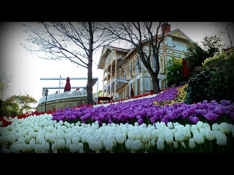 Видео: Tulip булцууг юунд ашигладаг вэ?