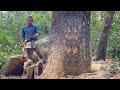 Never give up... Cut down a big tree in the heavy rain ‼️