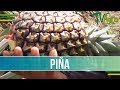 Como Cultivar y Cosechar Piña- TvAgro por Juan Gonzalo Angel