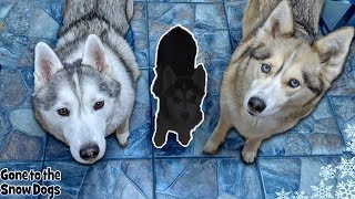 Husky Puppy Meets Big Sisters Memphis And Shelby