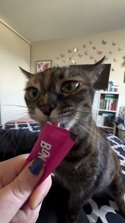 nom nom nom π€ͺ (πΈ: @nellie_thetortie)