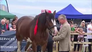 Martin Clunes Heavy Horse Championship Buckham Fair 2018