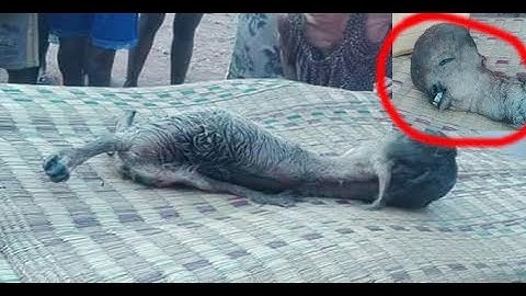 xov xwm tshwm sim muaj ib tug me nyuam nyuj yug los tsis muaj tes taws 18/3/2019