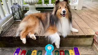 Rhett April 2021 AKC ACT Event and Agility Trial