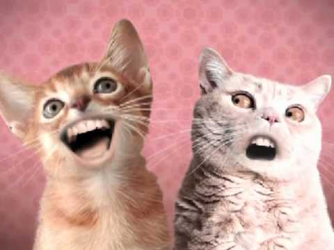 Animated Spoof Music Video Numa Cat