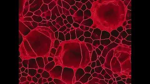 feedback loop + residual music