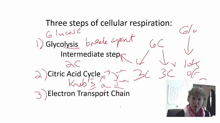 Cellular Respiration