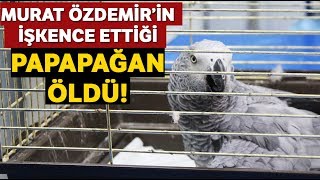 Murat Özdemir'in İşkence Ettiği Papağan Öldü!