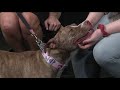 Pinealope Animal Rescue on Fox 8 News