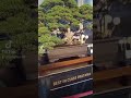 Best inclas clas Pratama piala presiden, Bonsai Super