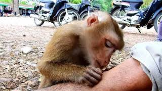 Unbelievable abandoned Pigtail monkey good at grooming human like this?
