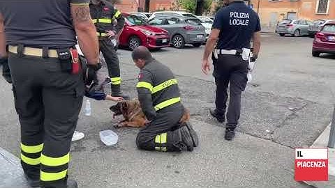 Chiuso in auto sotto il sole, cane anziano salvato dai vigili del fuoco