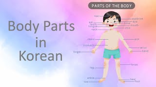 Body Parts in Korean｜#koreanlanguage  #bodyparts  #koreanvocabulary #신체 #한국어 #hangugeo