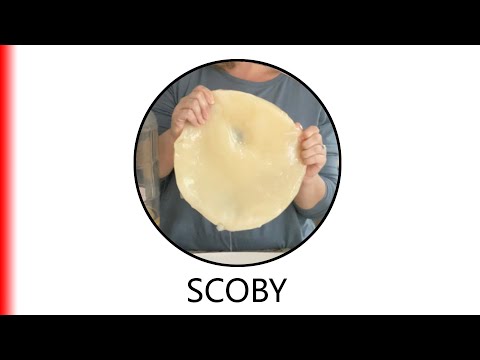 SCOBY.