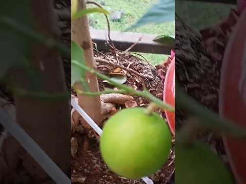 garden idea by