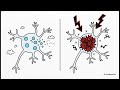 The Neurobiology of Pornography Addiction and Structural Brain Plasticity