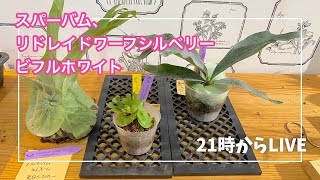 リドレイ　ドワーフ　板付 ザ・ファームセレクト]ビカクシダ（コウモリラン）：リドレイ