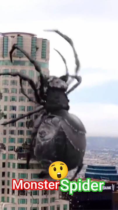 Monster Spider ! Mega Spider🕷️🕷️🕷️🕷️🕷️🕷️🕷️🕷️🕷️🕷️ Big Ass Spider Hollywood #shorts