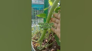 grow cucumber in waste bucket #shorts #cucumber #waste #bucket