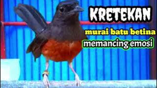 Kretekan murai batu betina memancing emosi, suara murai batu betina birahi memanggil jantan,