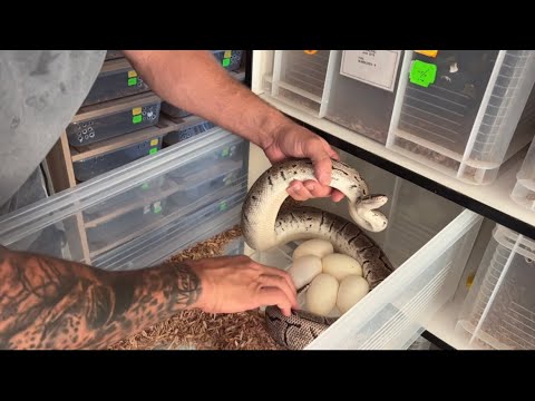 🆕🎥How to pull a ball python clutch of eggs and setup your egg tub for ...