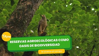 Reservas agroecológicas como oasis de biodiversidad  TvAgro por Juan Gonzalo Angel Restrepo