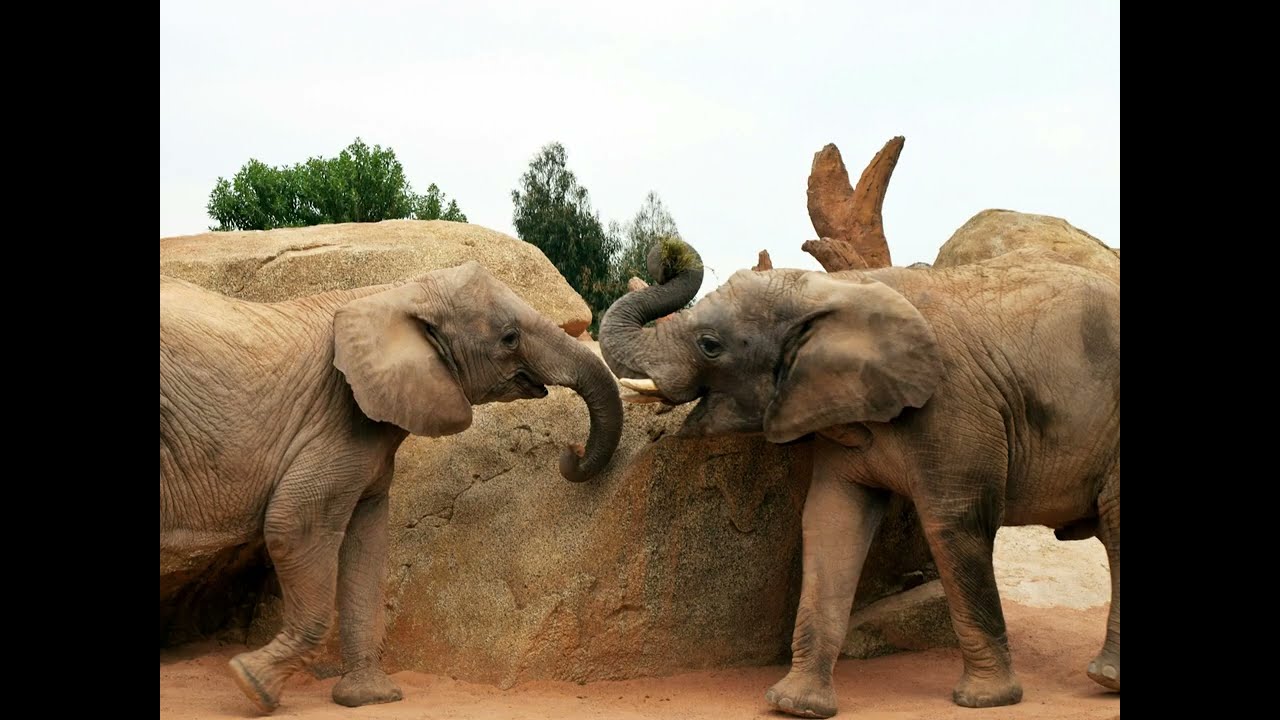 Elephant Sound 🐘 | Real Animal Sounds for Kids | Learn Animals