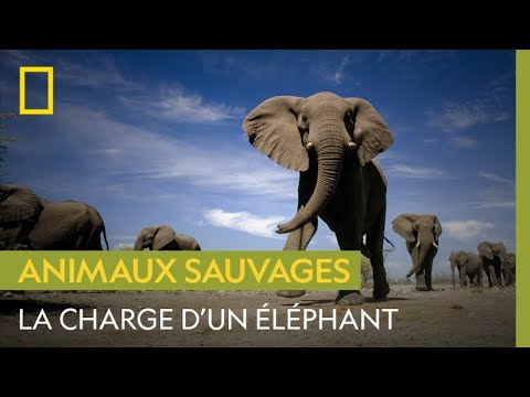 Vidéo: Pourquoi l'éléphant nain est-il en danger ?