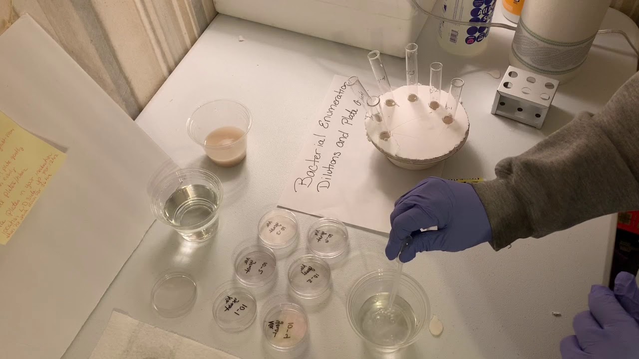 Bacterial Enumeration lab 3 YouTube