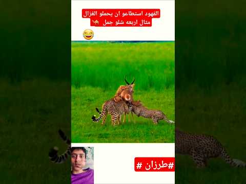 الفهود استطاعو ان يحملو الغزال مثال اربعه شلو جمل Shorts 