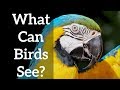 Bird Vision - What Birds See (and you can't!)