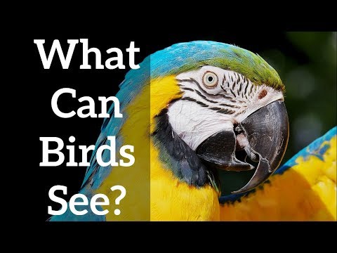 Bird Vision - What Birds See (and you can't!)